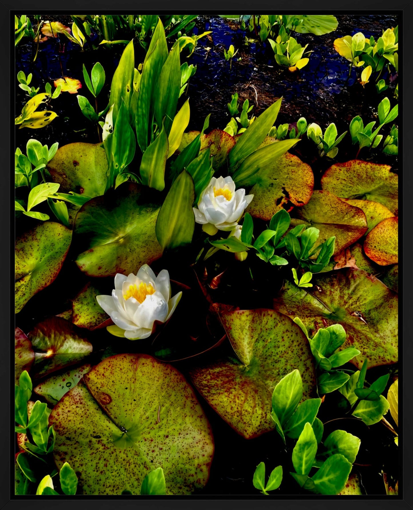 Craig's White Water Lilies - Canvas