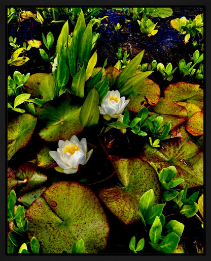 Craig's White Water Lilies - Canvas