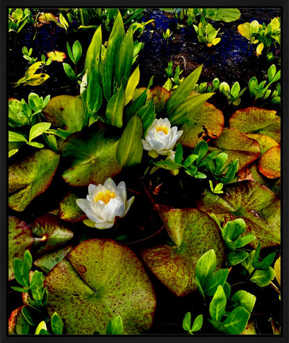 Craig's White Water Lilies - Canvas