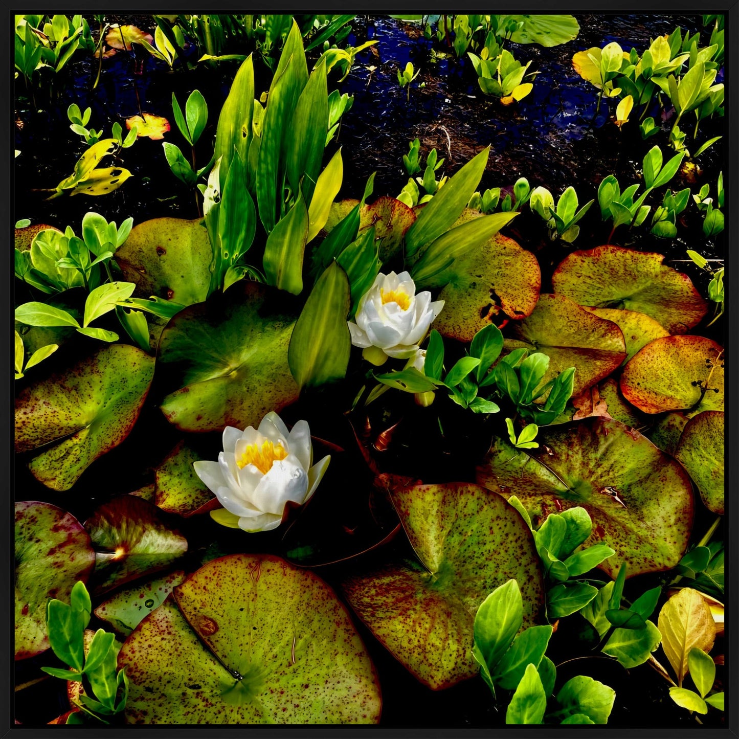 Craig's White Water Lilies - Canvas