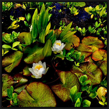 Craig's White Water Lilies - Canvas