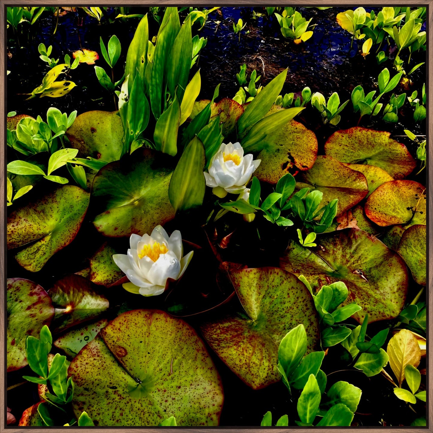 Craig's White Water Lilies - Canvas