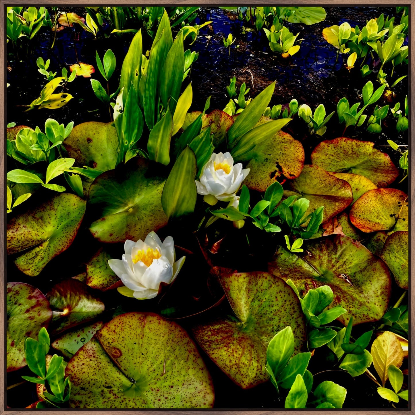 Craig's White Water Lilies - Canvas