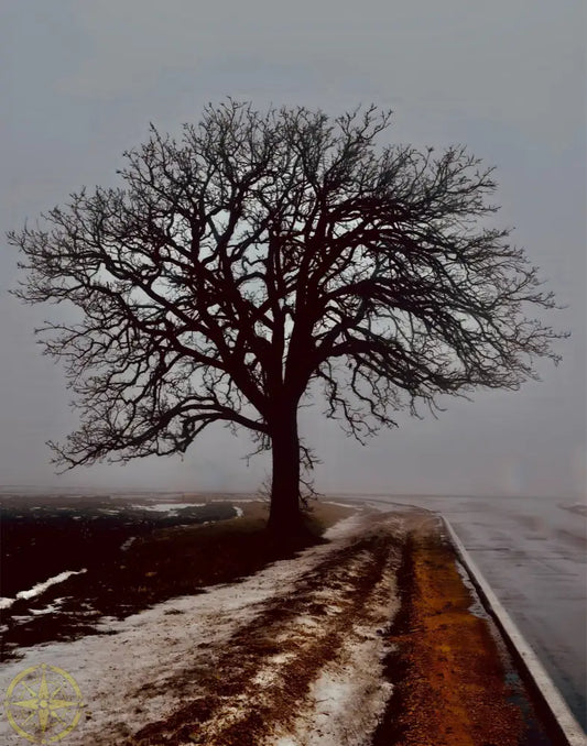 Tree in Fog - Fine Art