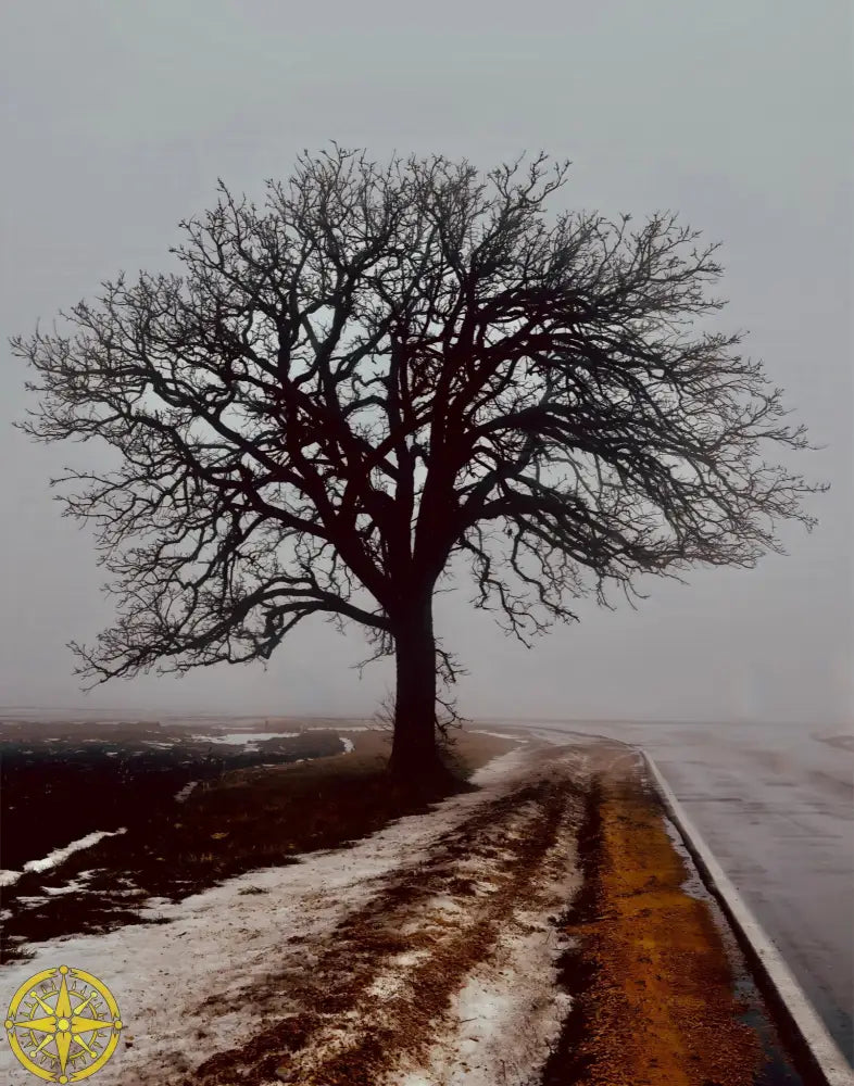 Tree in Fog - Fine Art