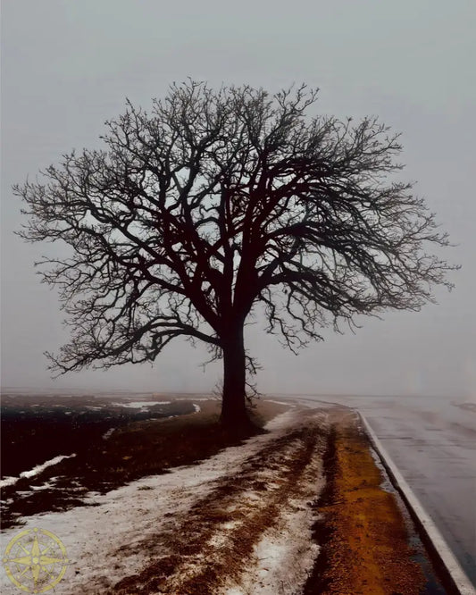 Tree in Fog - Canvas
