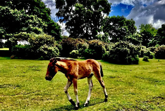 Little One Venturing Out in the New Forest - Acrylic