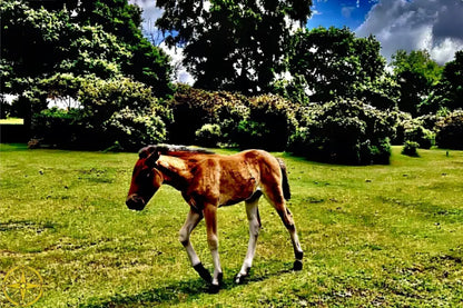 Little One Venturing Out in the New Forest - Metal