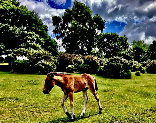 Little One Venturing Out in the New Forest - Fine Art