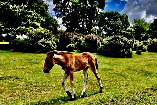 Little One Venturing Out in the New Forest  - Canvas