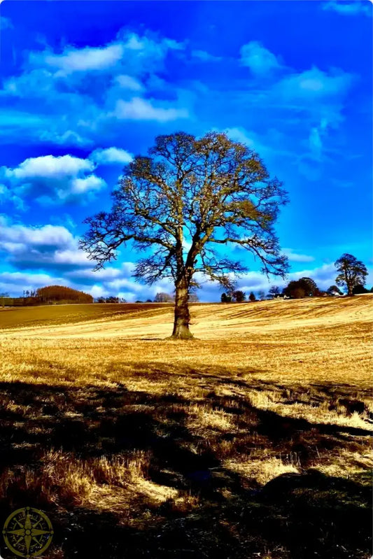 Tree in Field - Metal