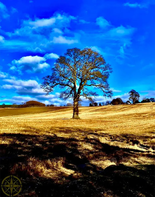Tree in Field - Fine Art