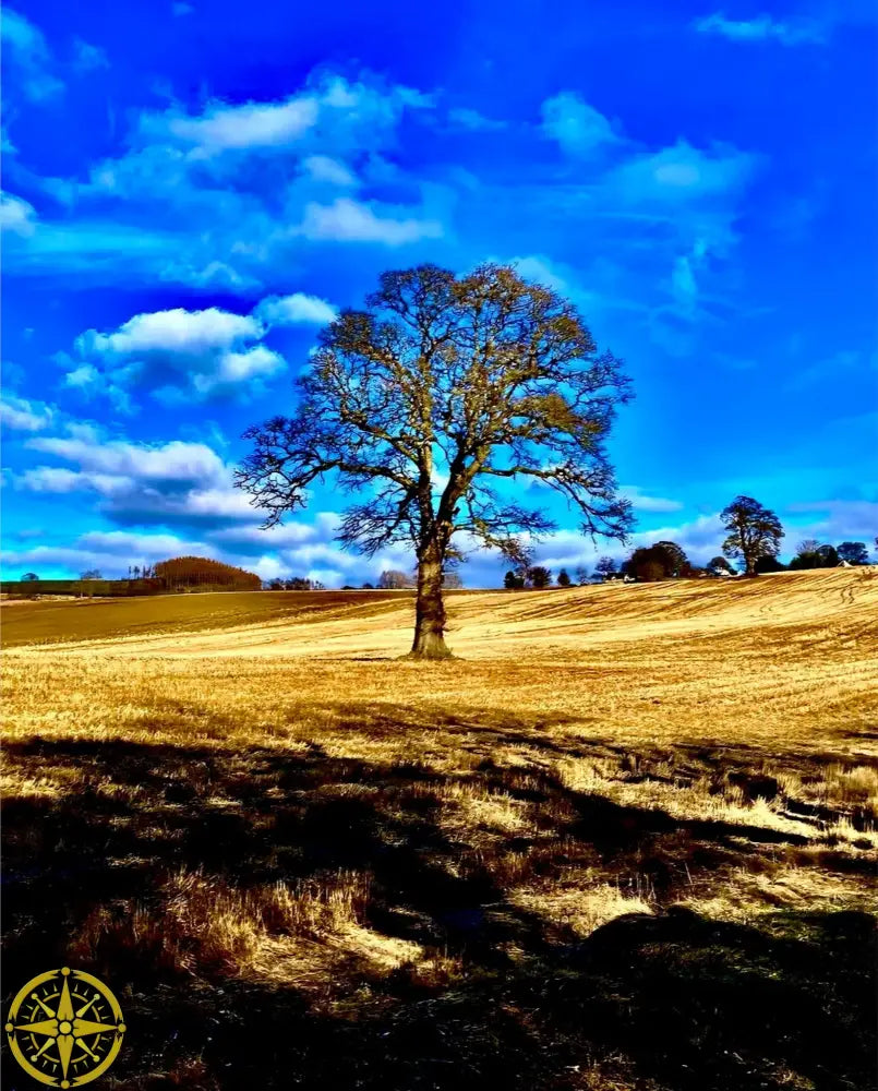 Tree in Field - Acrylic