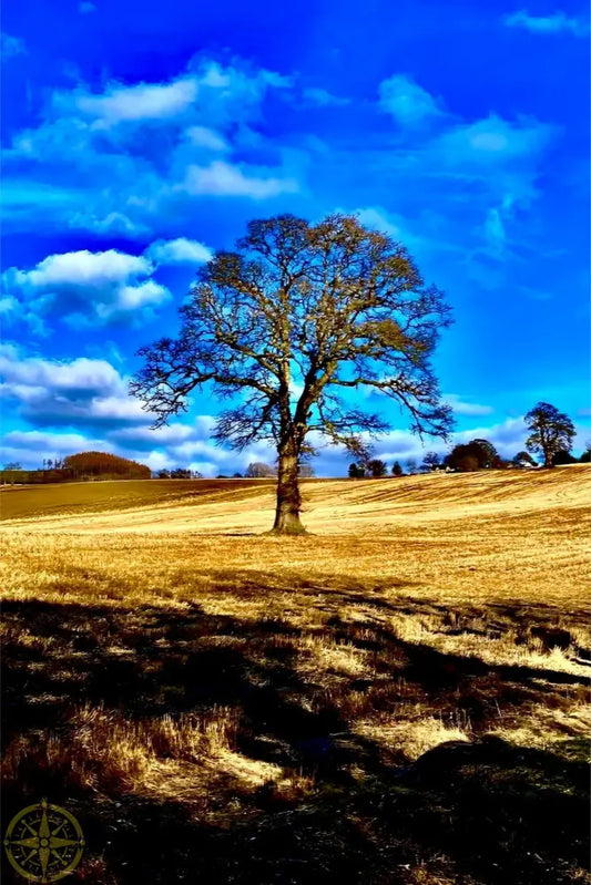Tree in Field - Canvas