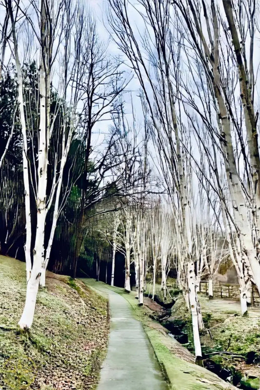Cathedral of Birches in Winter - Metal