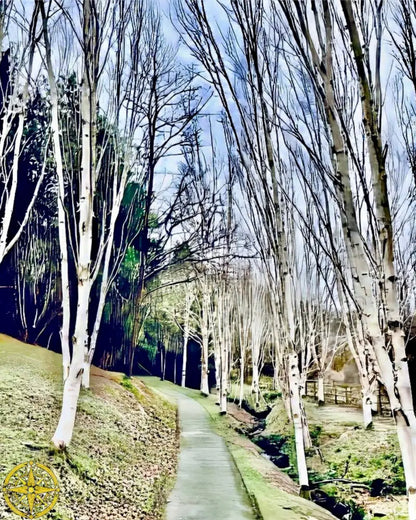 Cathedral of Birches in Winter - Metal