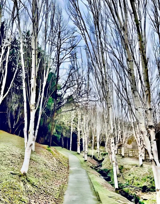 Cathedral of Birches in Winter - Fine Art
