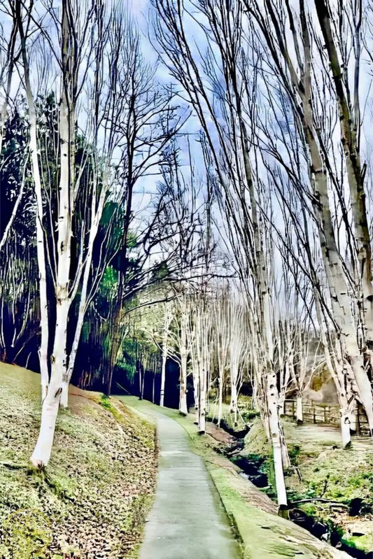 Cathedral of Birches in Winter - Canvas