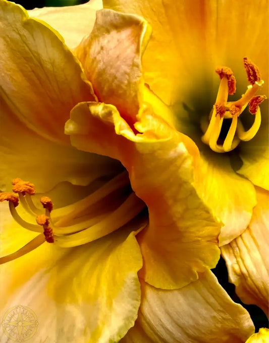 Lily: A Study in Peach and Yellow - Fine Art