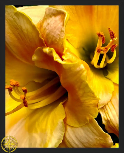 Lily: A Study in Peach and Yellow - Fine Art