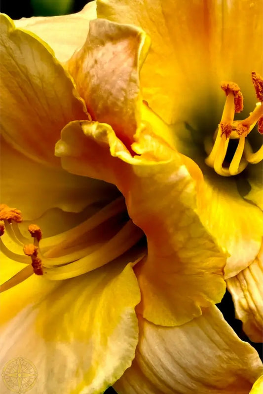 Lily: A Study in Peach and Yellow - Canvas