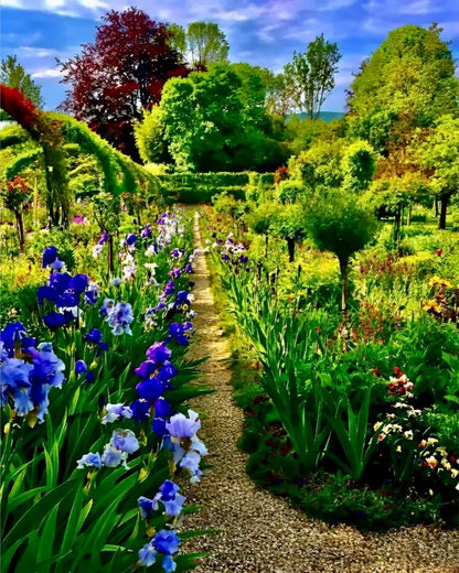 In Claude Monet's Garden: Path of Irises - Fine Art