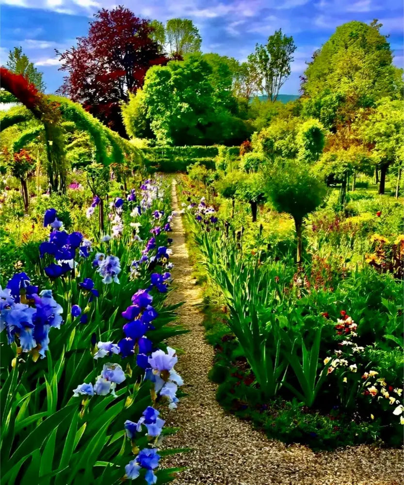 In Claude Monet's Garden: Path of Irises - Fine Art
