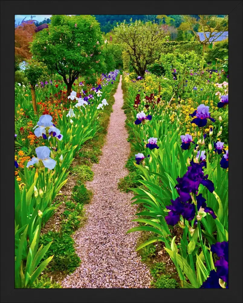 In Claude Monet's Garden: The Iris Parade - Fine Art