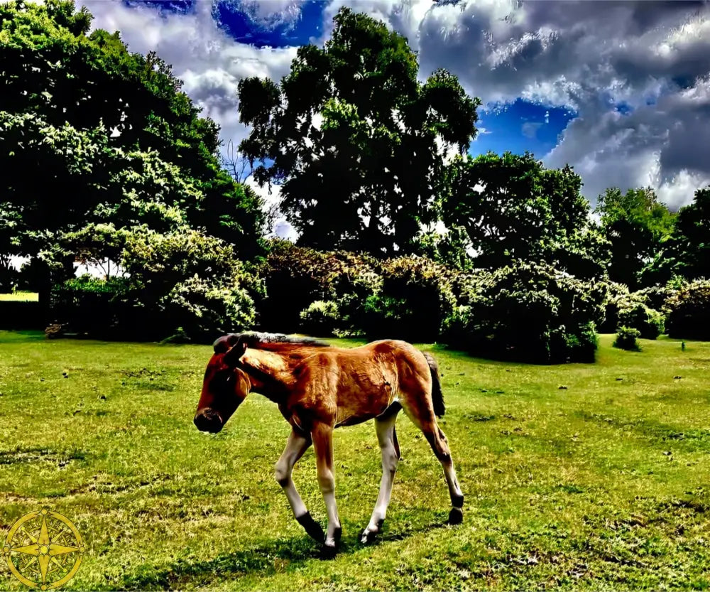 Little One Venturing Out in the New Forest - Fine Art