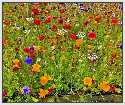 Kaleidoscope  of Late Spring Color - Canvas