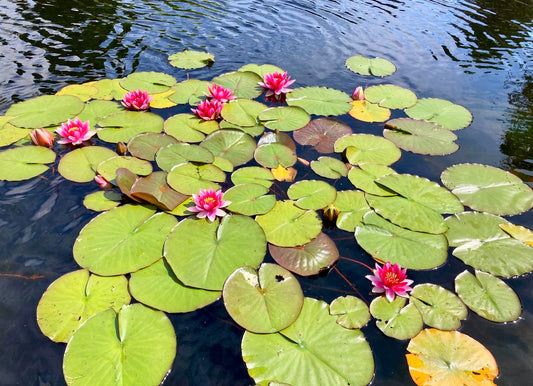Lillies resting