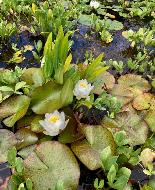 Lily Pond of White