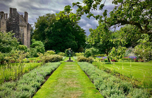 A corridor of plants