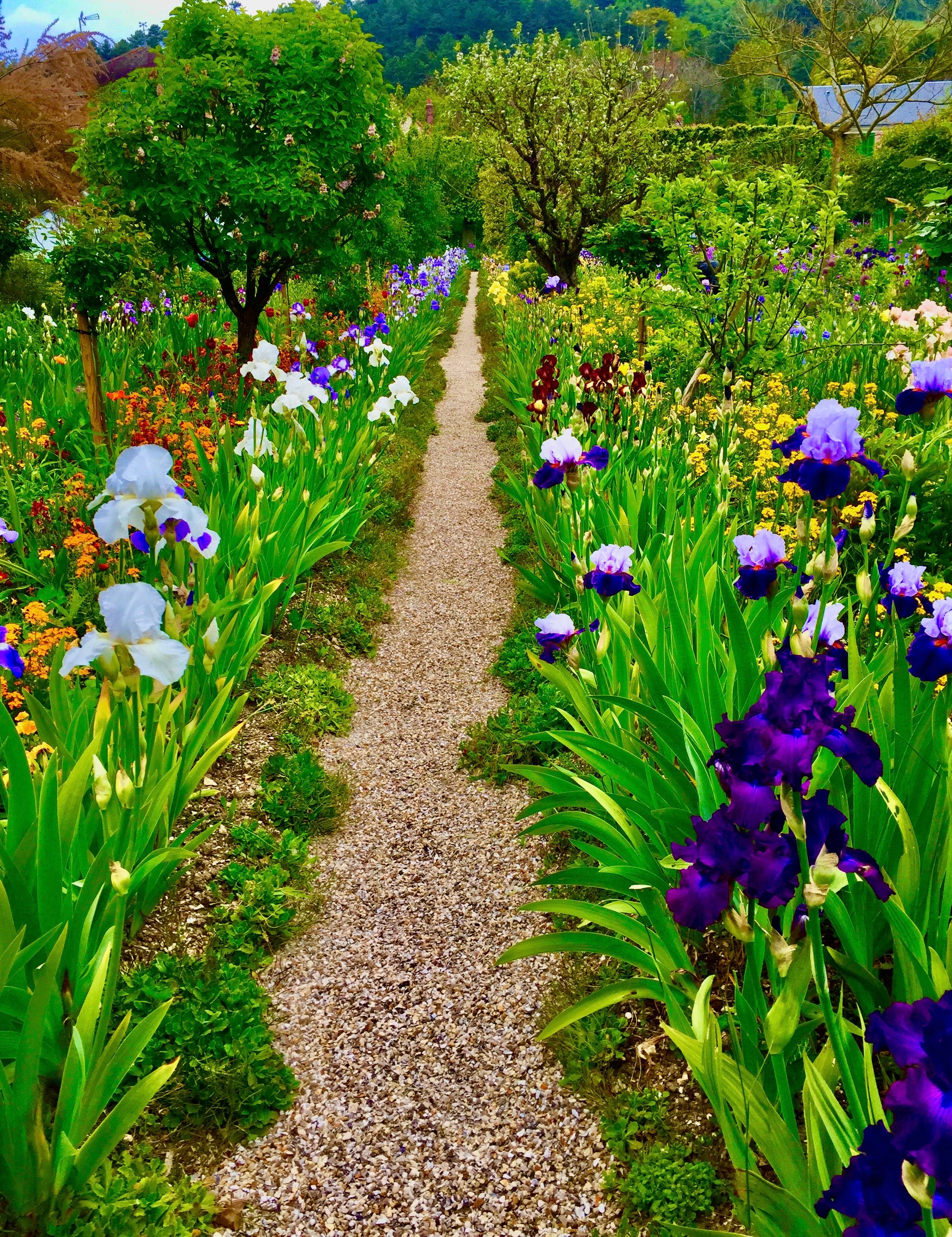 Path of Painted Petals