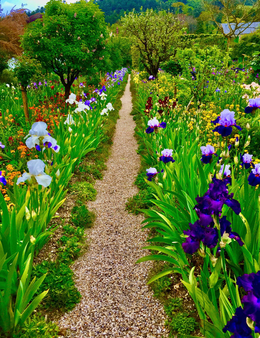Path of Painted Petals