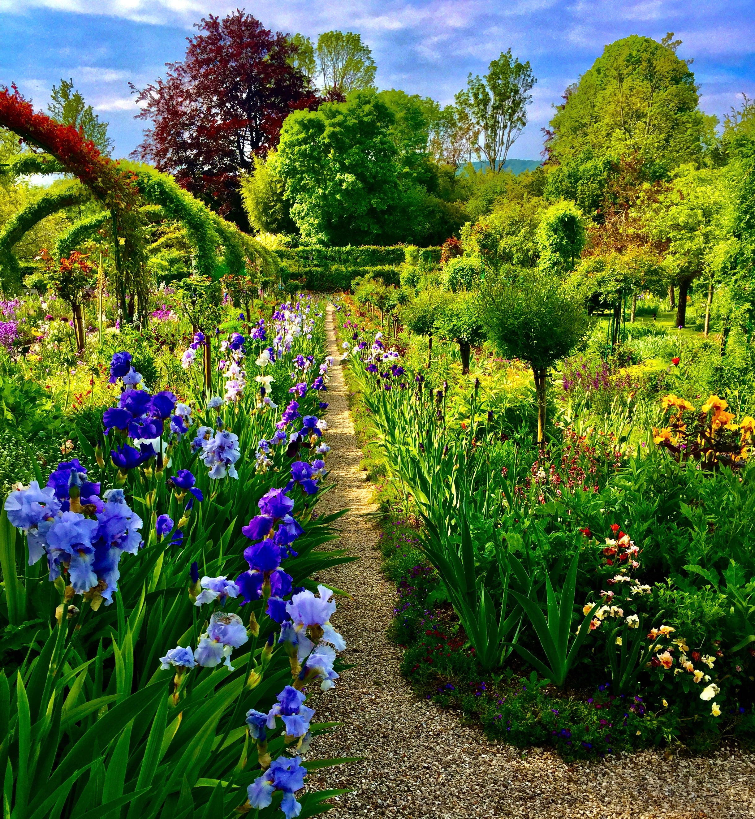 The Irises' Parade