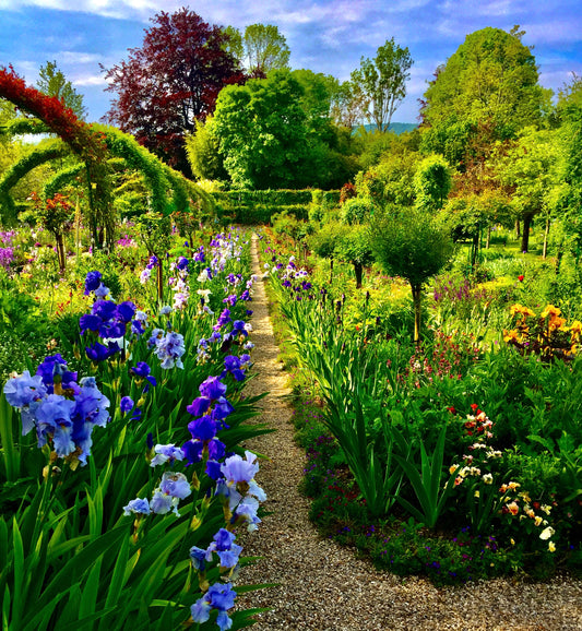 The Irises' Parade