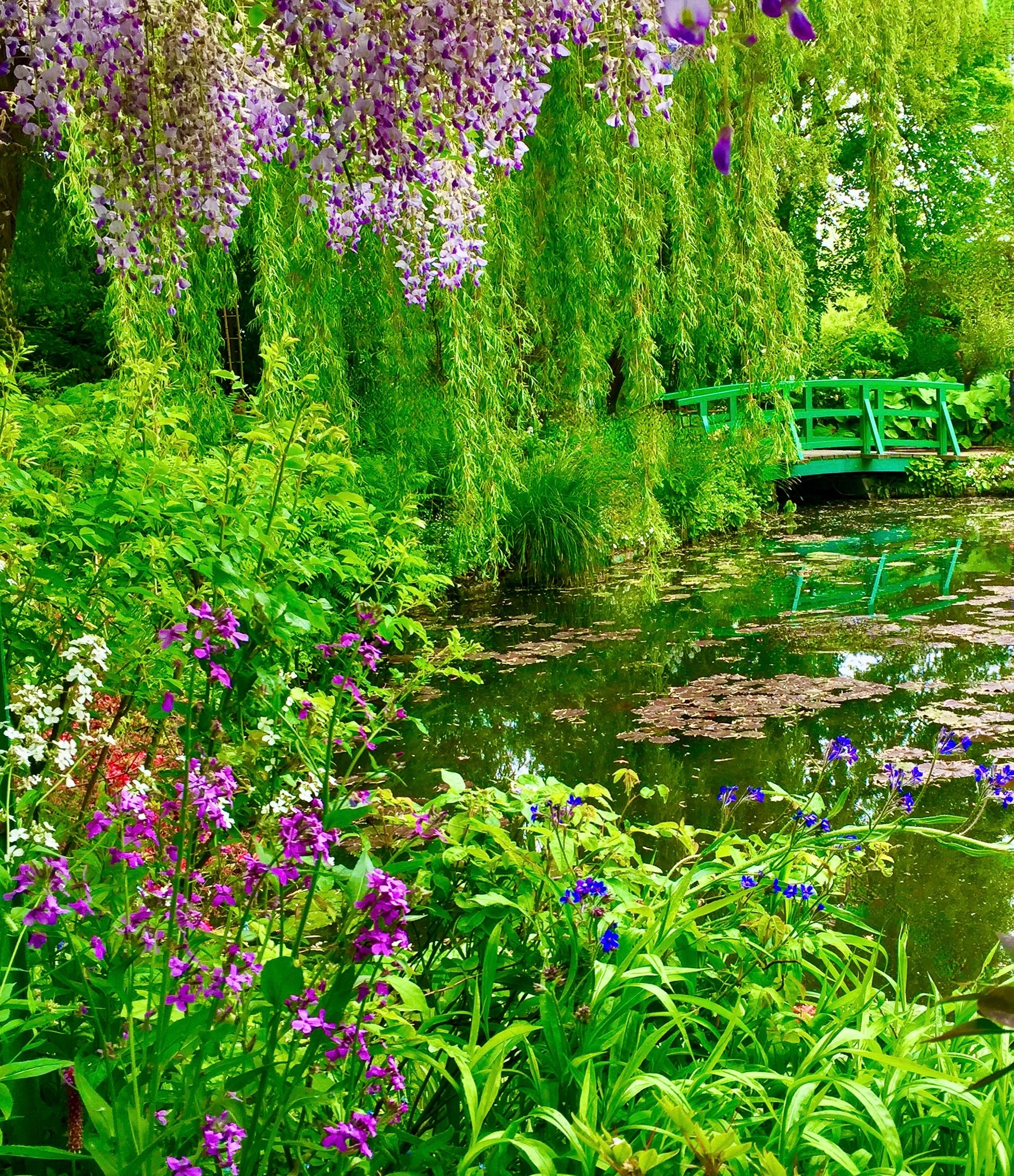 Whispers Beneath the Wisteria