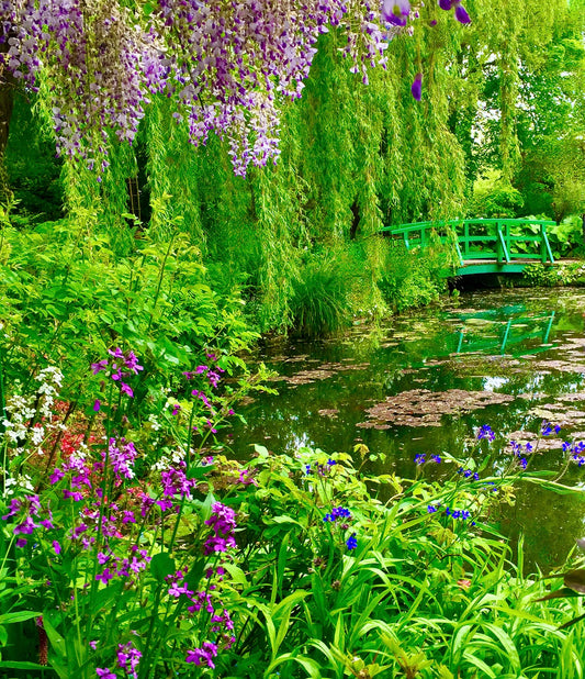 Whispers of Wisteria