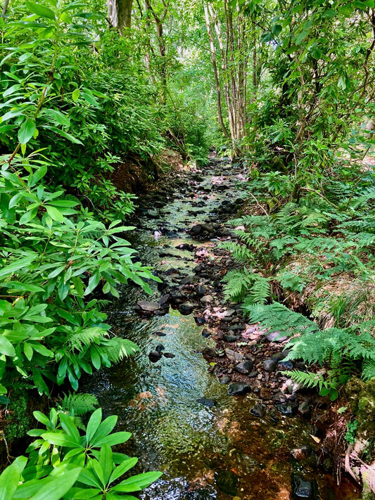 Euphonious Stream