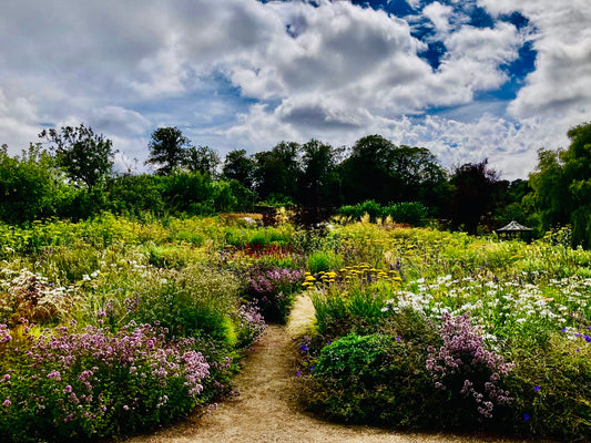 explosion of flowers
