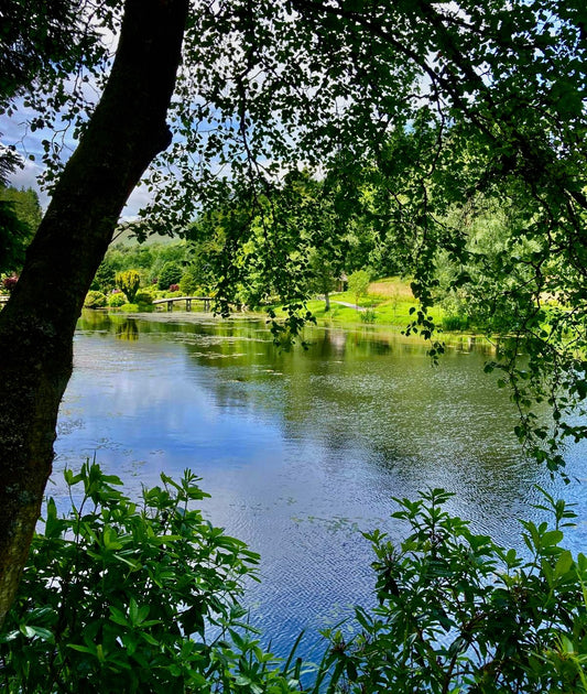 Through the trees