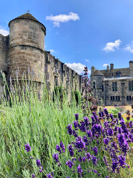 Choir of lavender