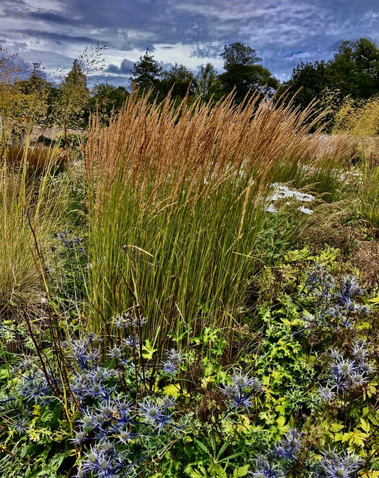 Tall Grass